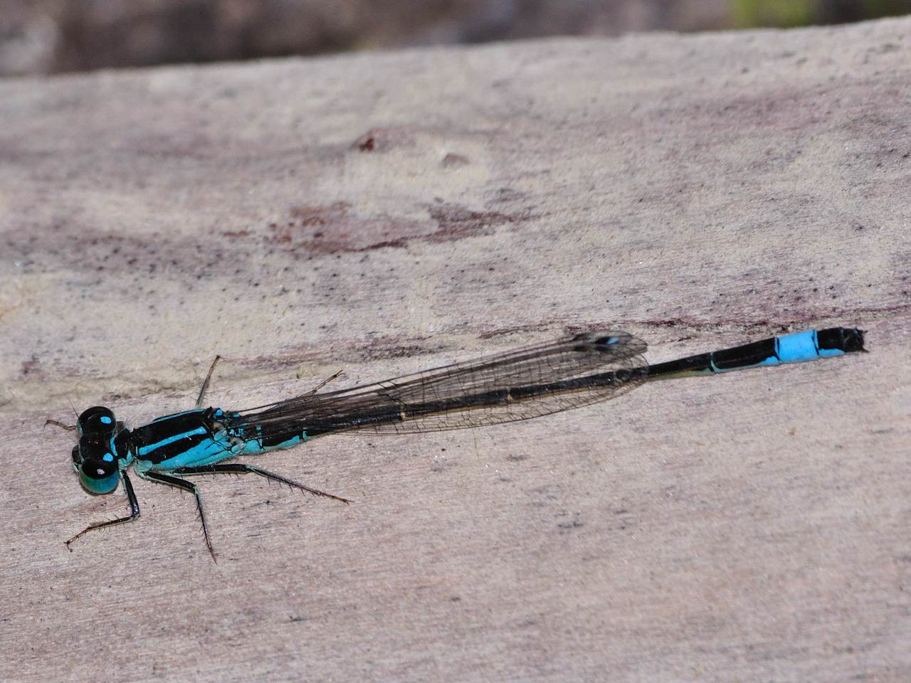 Ischnura elegans?